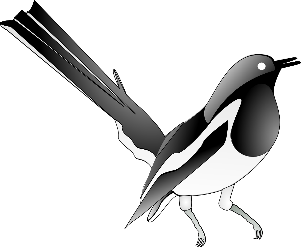magpie songbird bird free photo