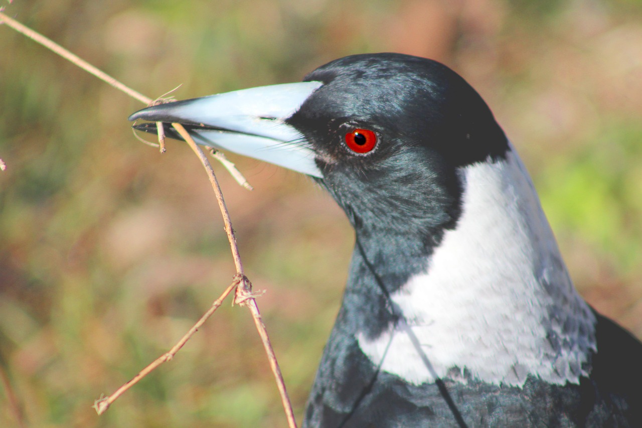 magpie bird nature free photo