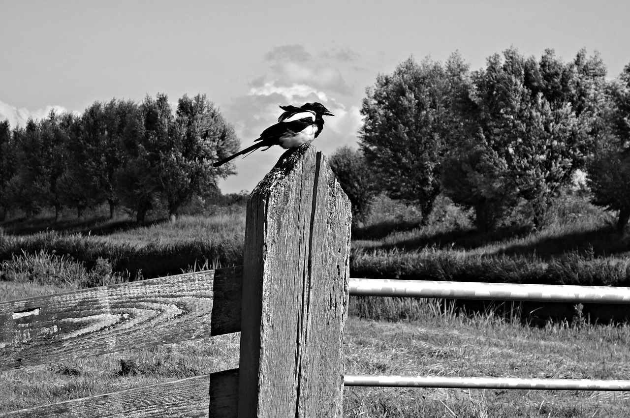 magpie bird animal free photo