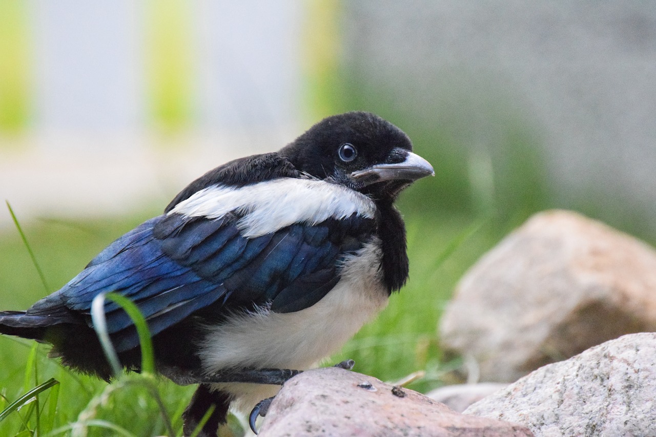 magpie baby bird alone free photo