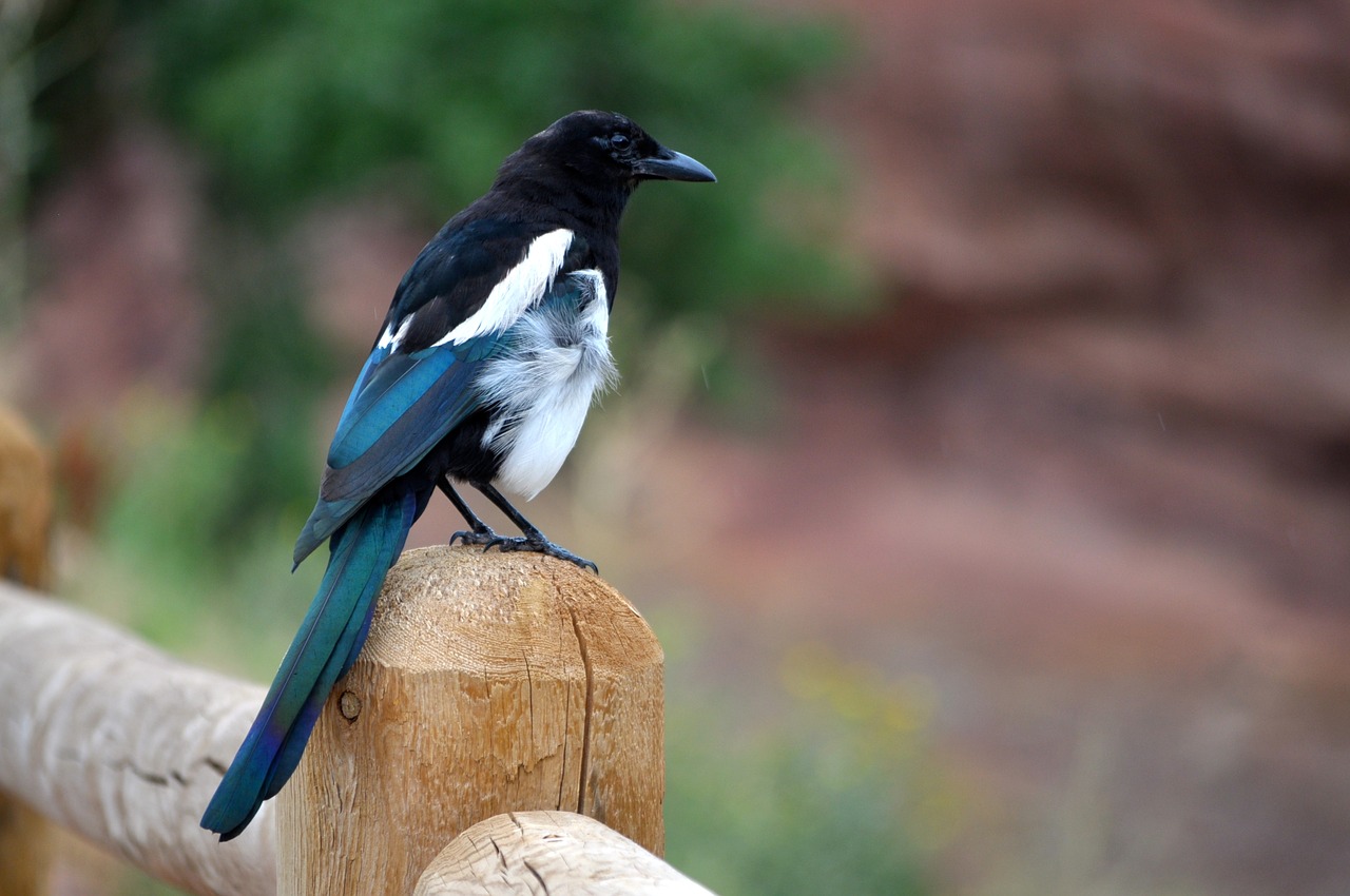 magpie bird wildlife free photo