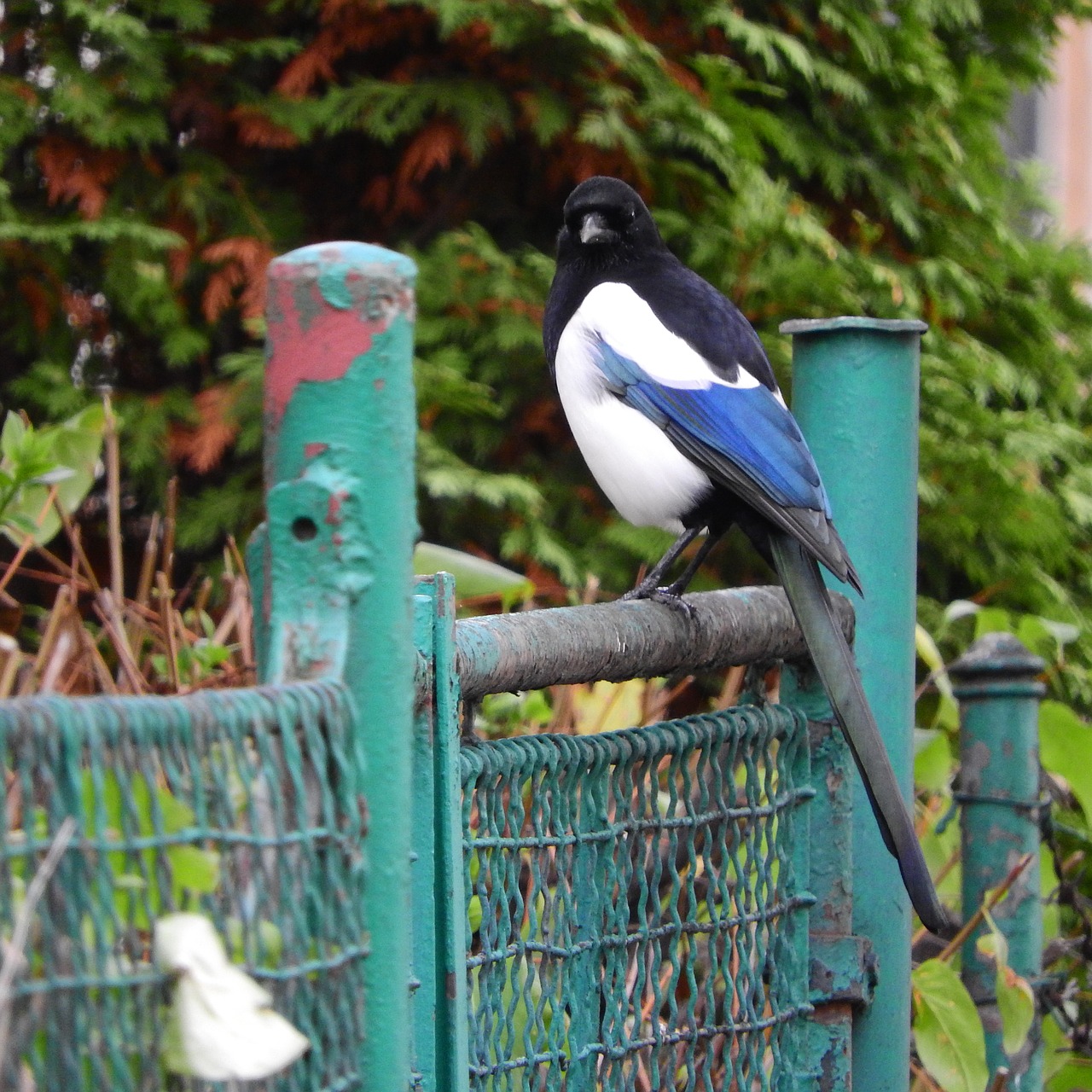 magpie a bird in the city bird on a fence free photo