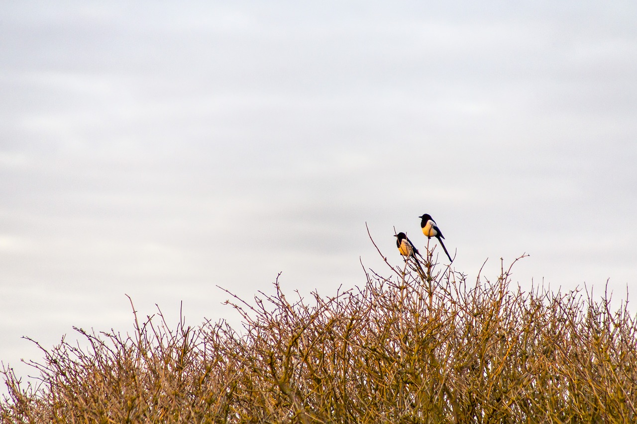 magpie sunrise birds free photo