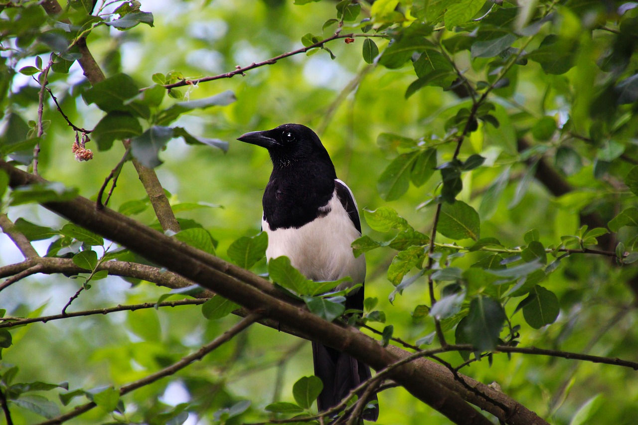 magpie bird nature free photo