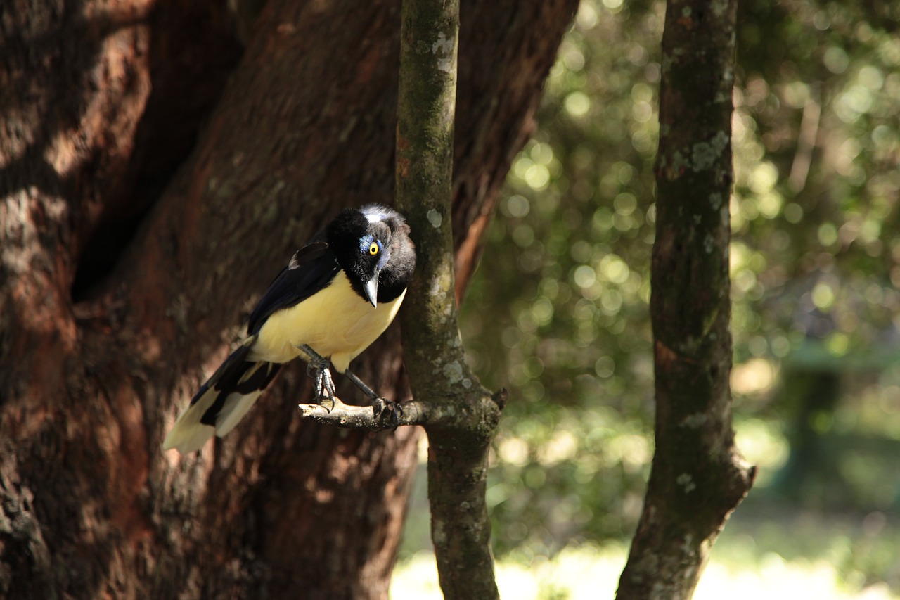 magpie bird nature free photo