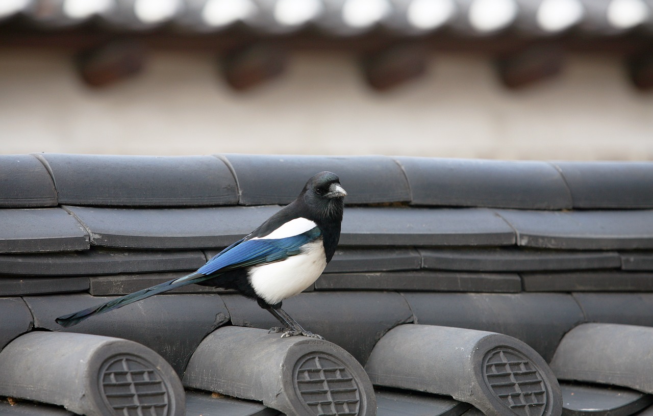 magpie new roof tile free photo
