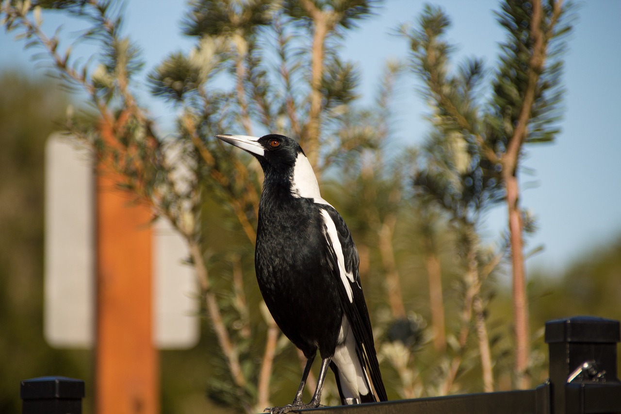 magpie bird nature free photo