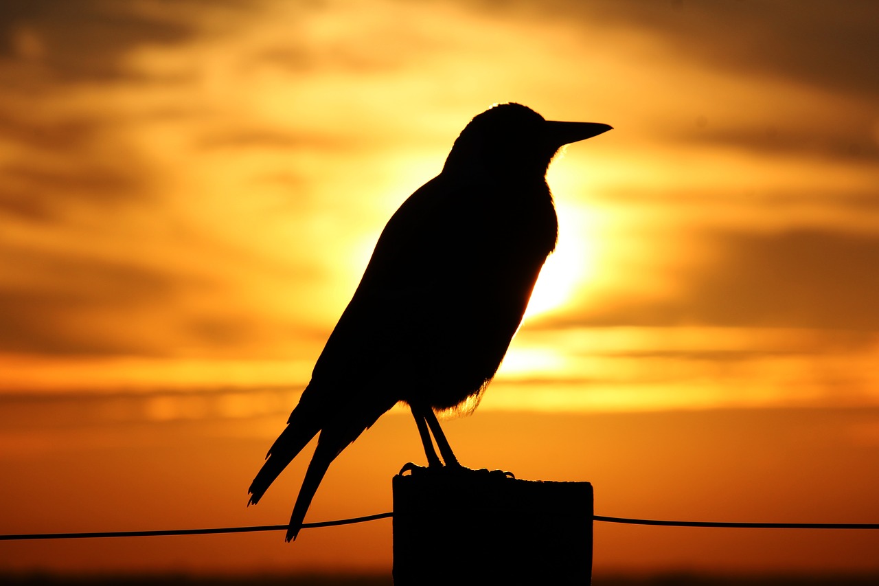 magpie sunset sunrise free photo