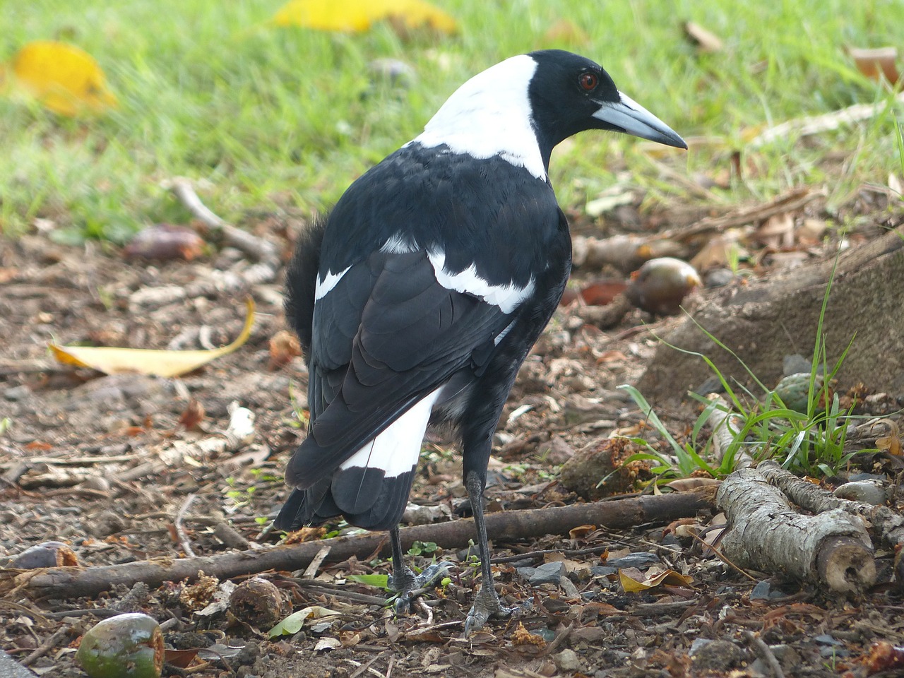 magpie bird black free photo