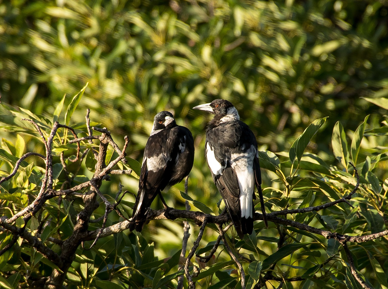 magpie australian magpies two free photo