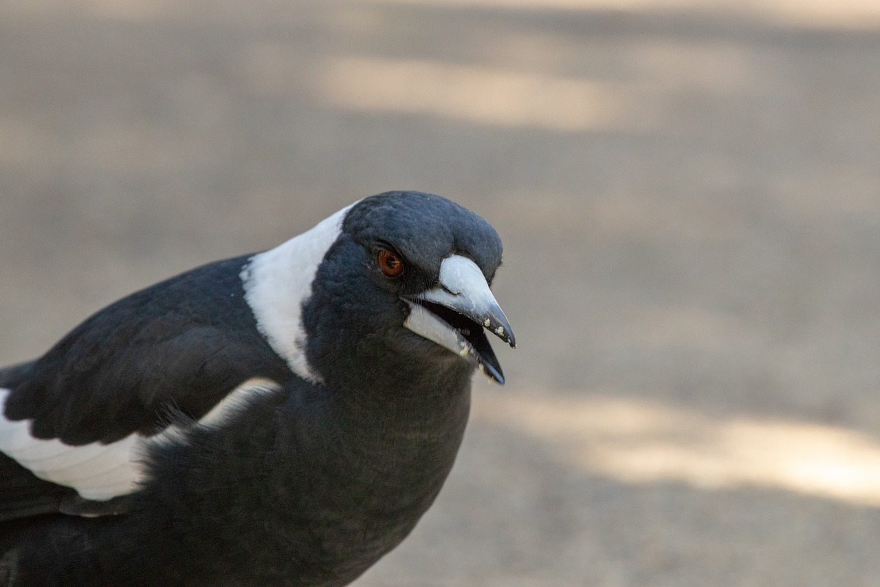 magpie bird wildlife free photo