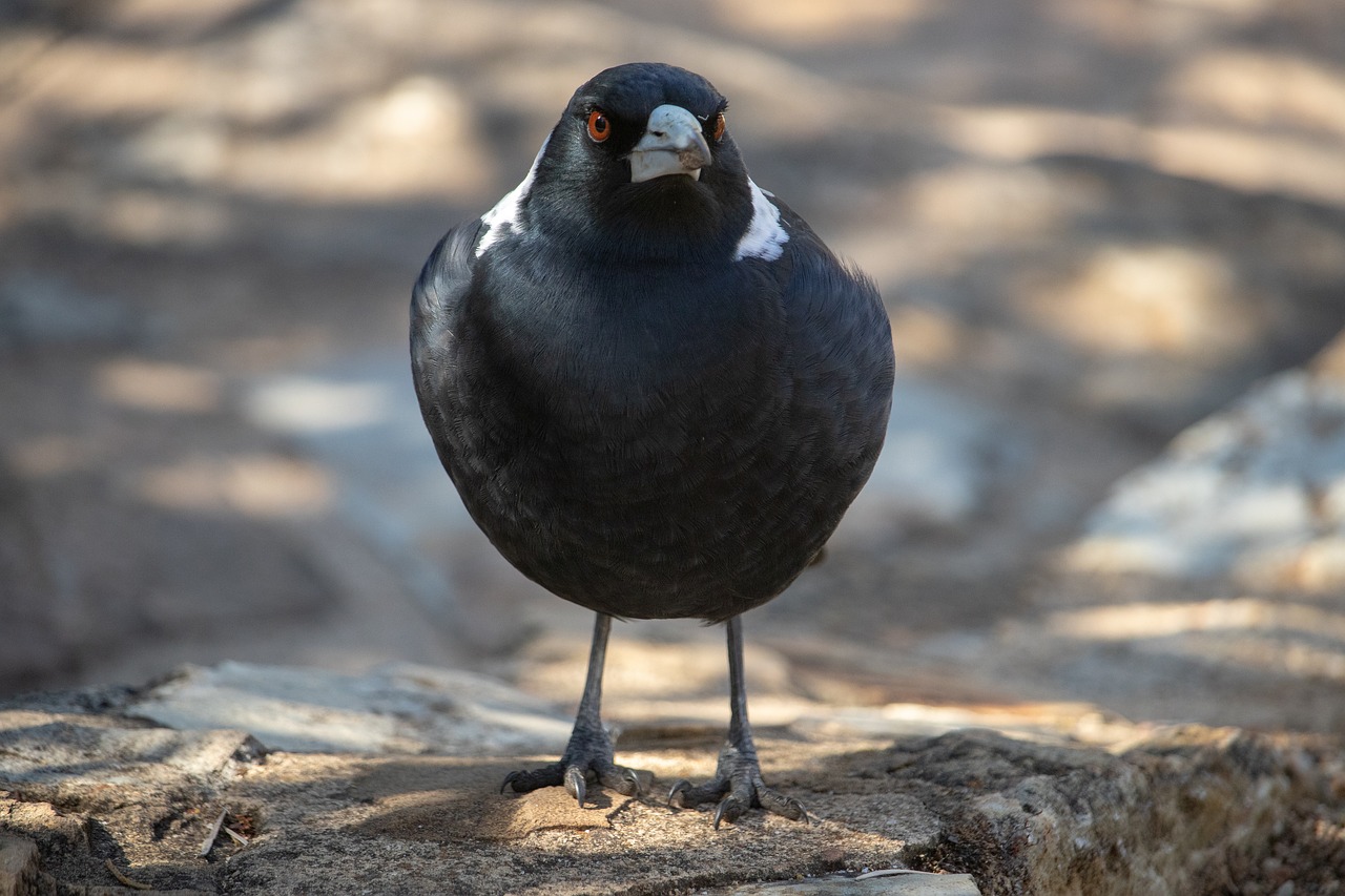 magpie  bird  wildlife free photo