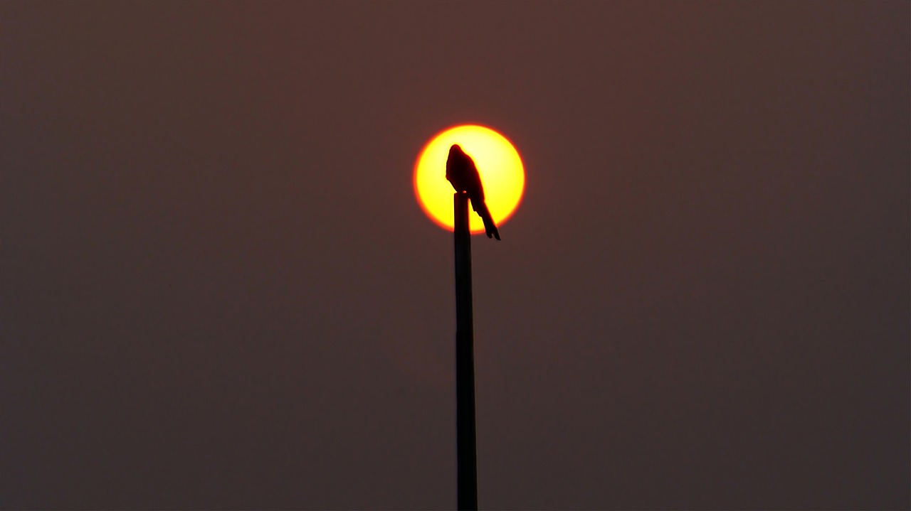 magpie  sea  light free photo