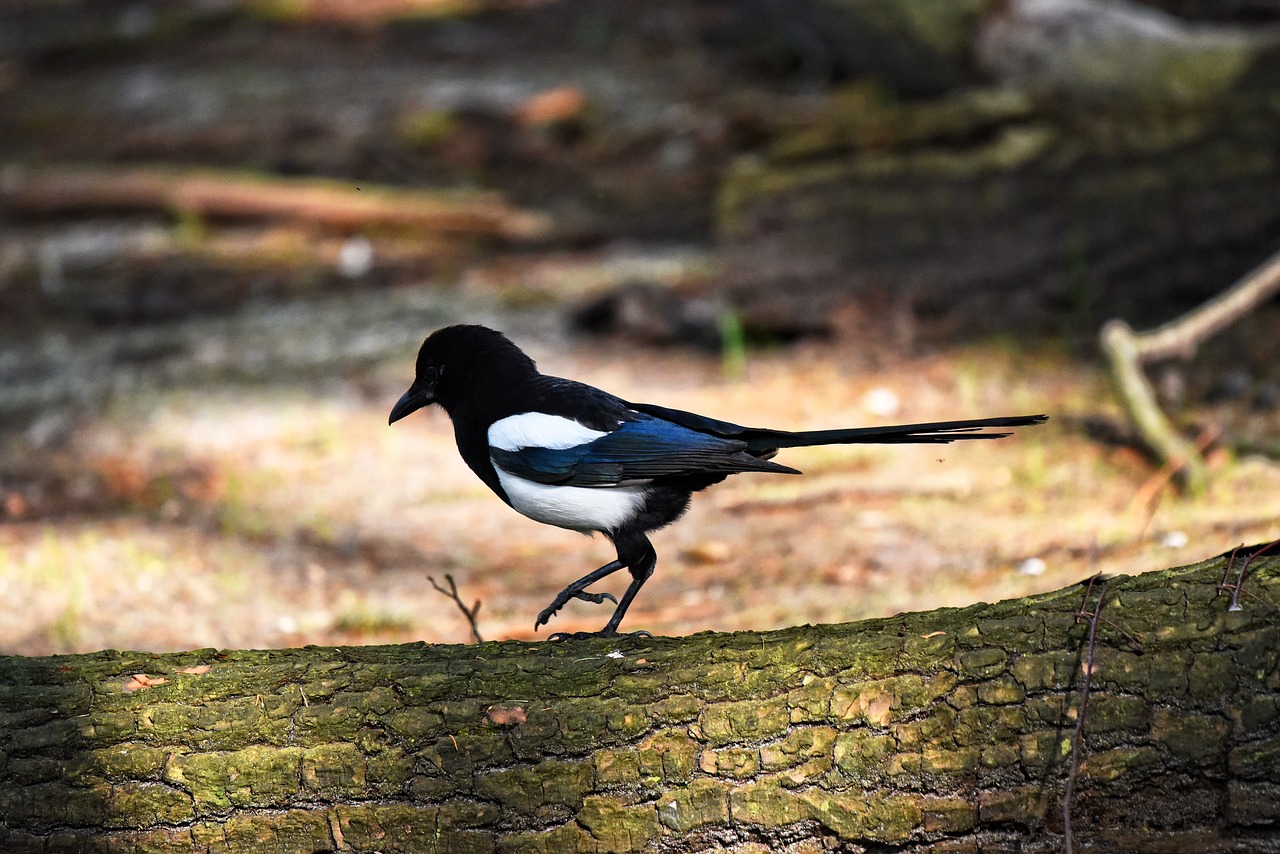 magpie  bird  animal free photo