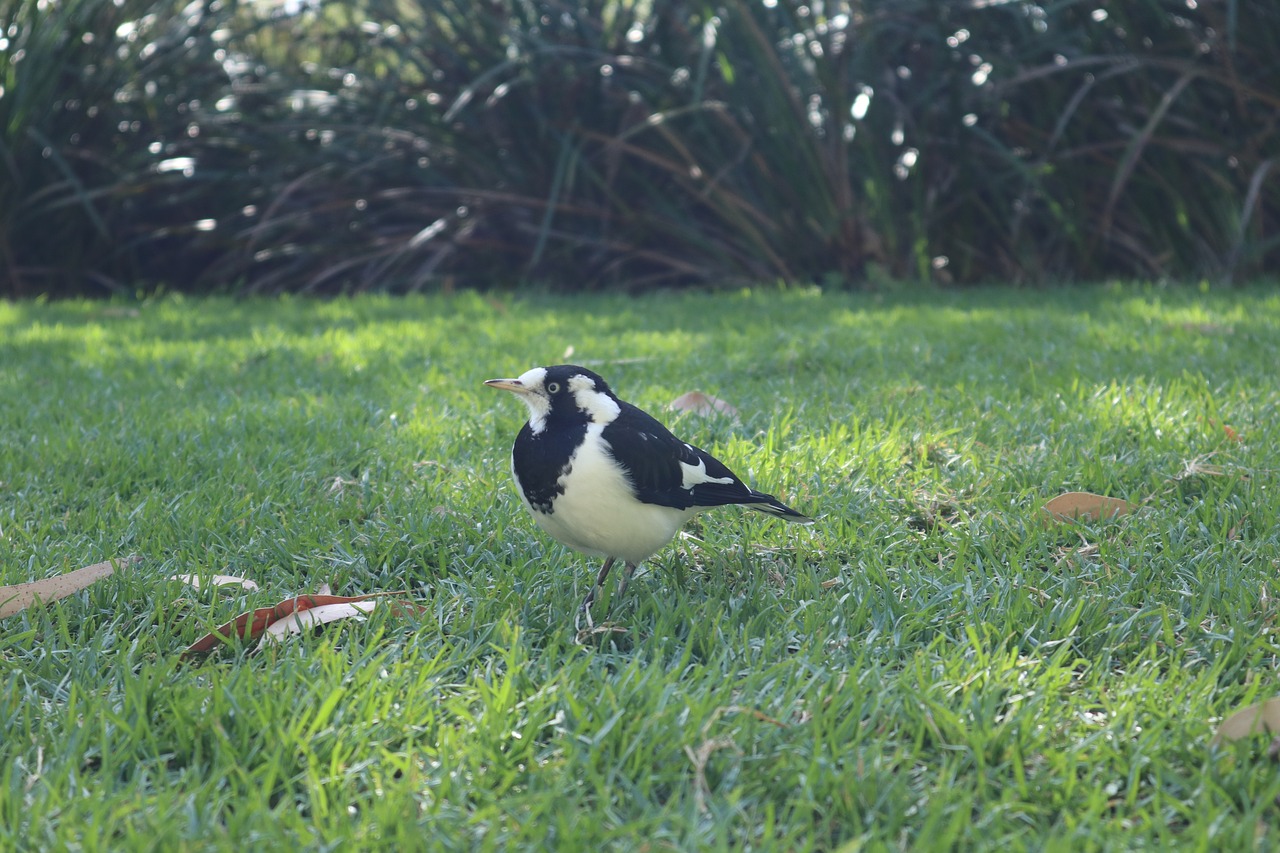 magpie  bird  animal free photo