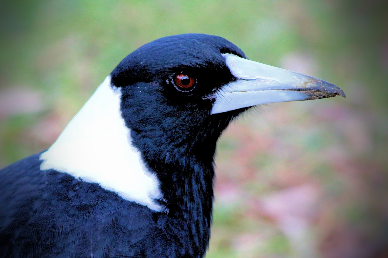 magpie  australia  birds free photo