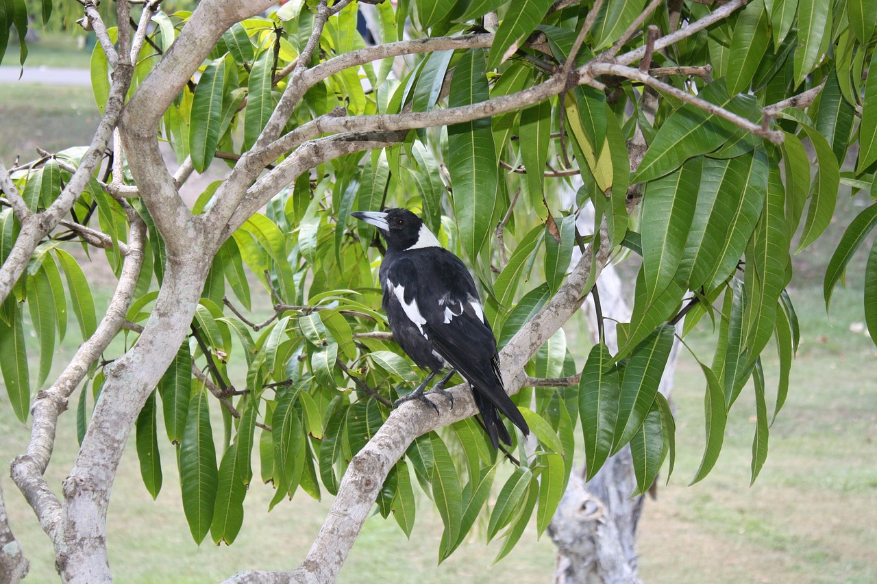 magpie  bird  australia free photo