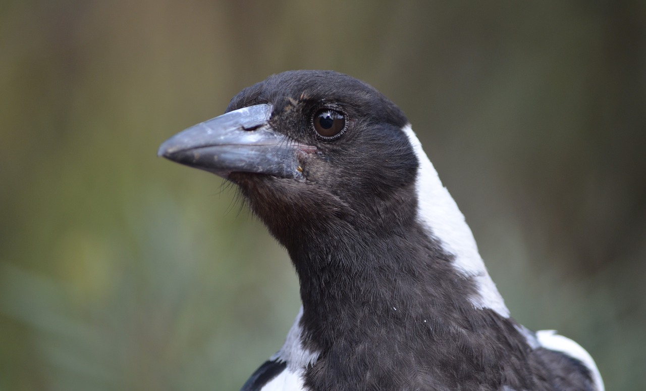 magpie  juvenile  eye free photo