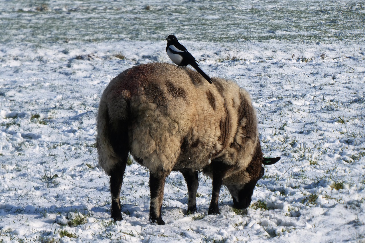 magpie  sheep  whey free photo