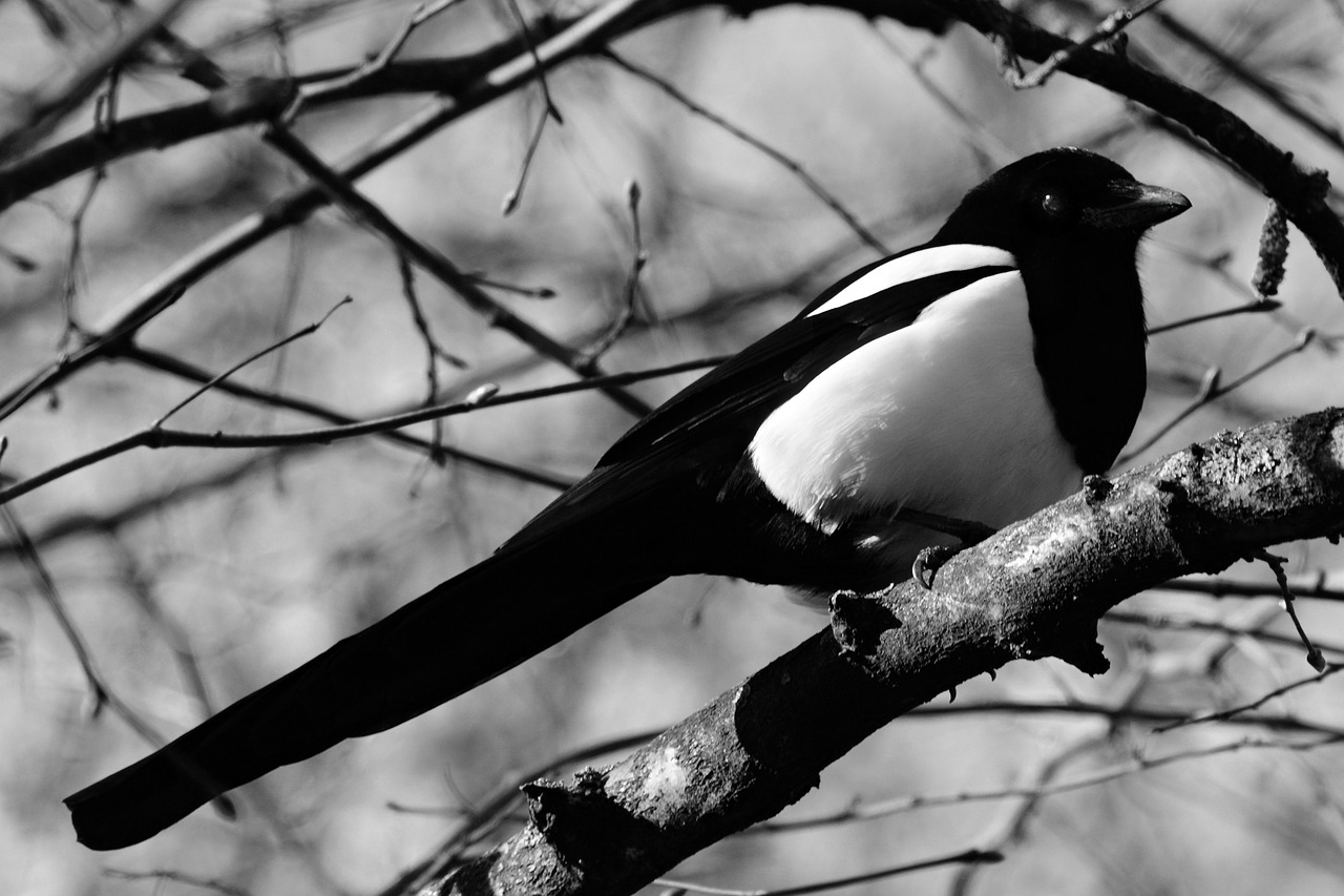 magpie  bird  animal free photo