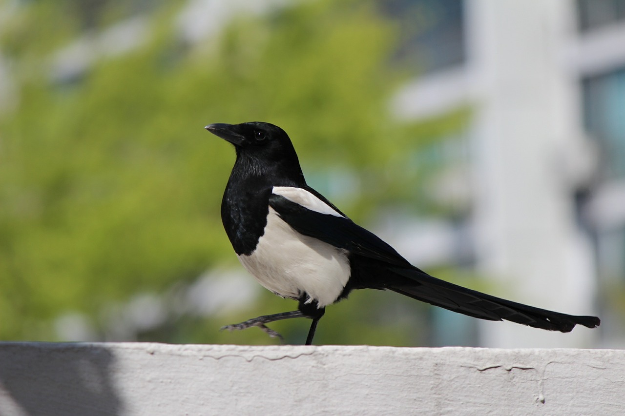 magpie new birds free photo