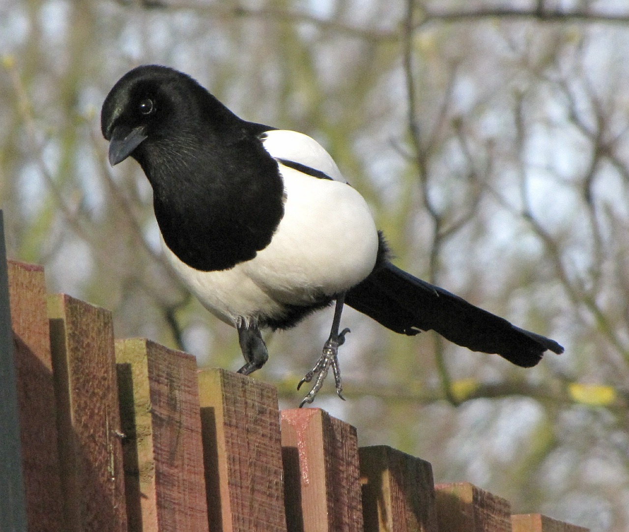 magpie nature birds free photo