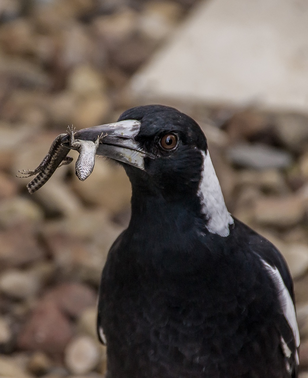 magpie australian magpie hungry free photo