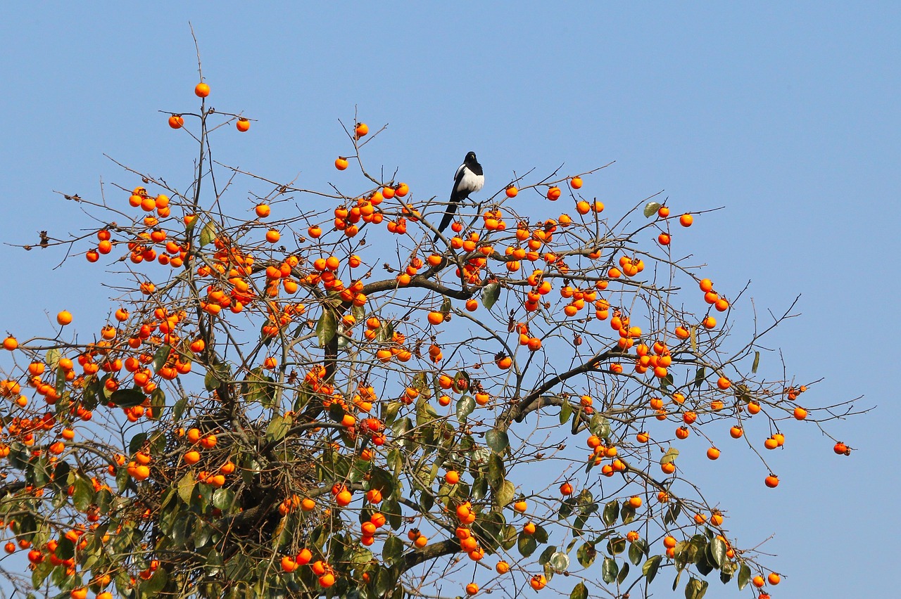 magpie bird natural free photo