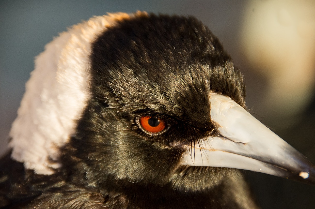 magpie australian magpie beak free photo