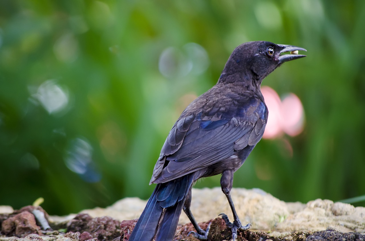 magpie bird animal free photo