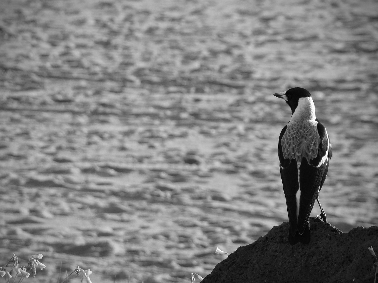 magpie bird crow free photo