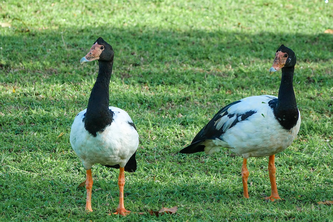magpie goose birds australia free photo