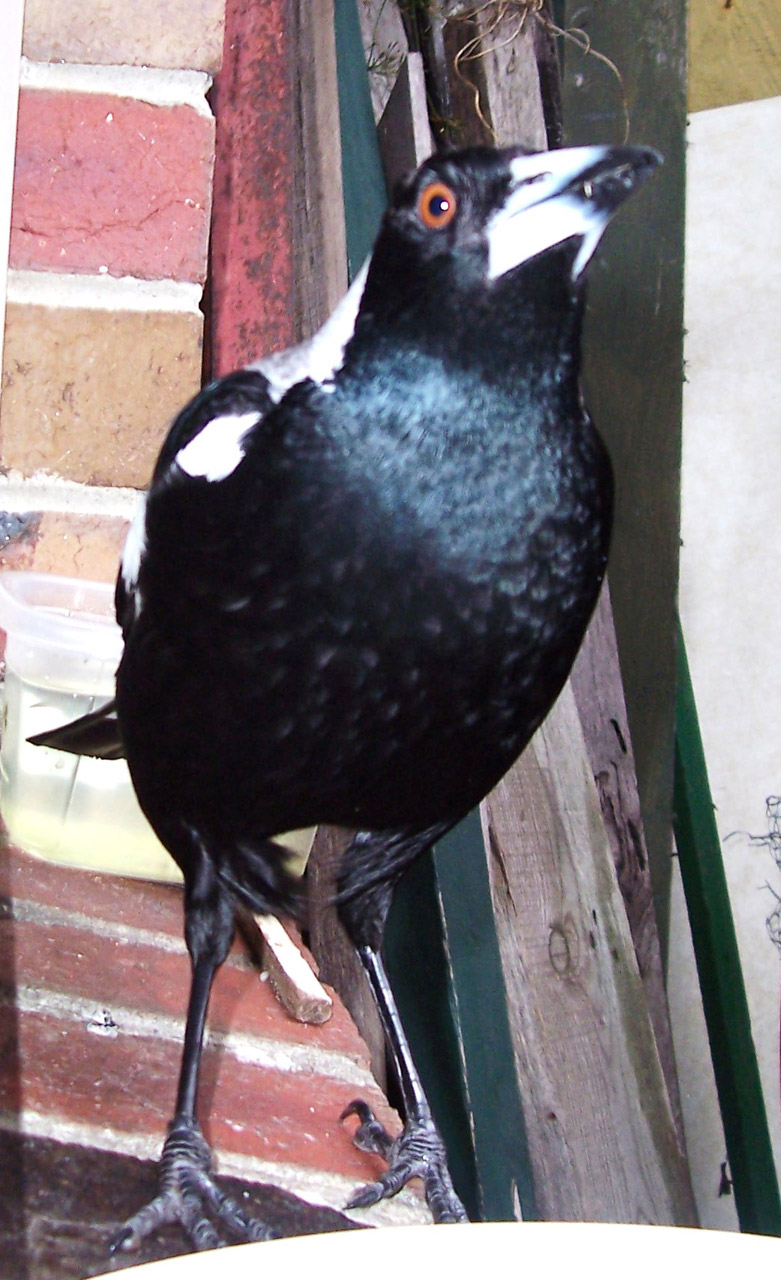 magpie songbird pied-crow free photo