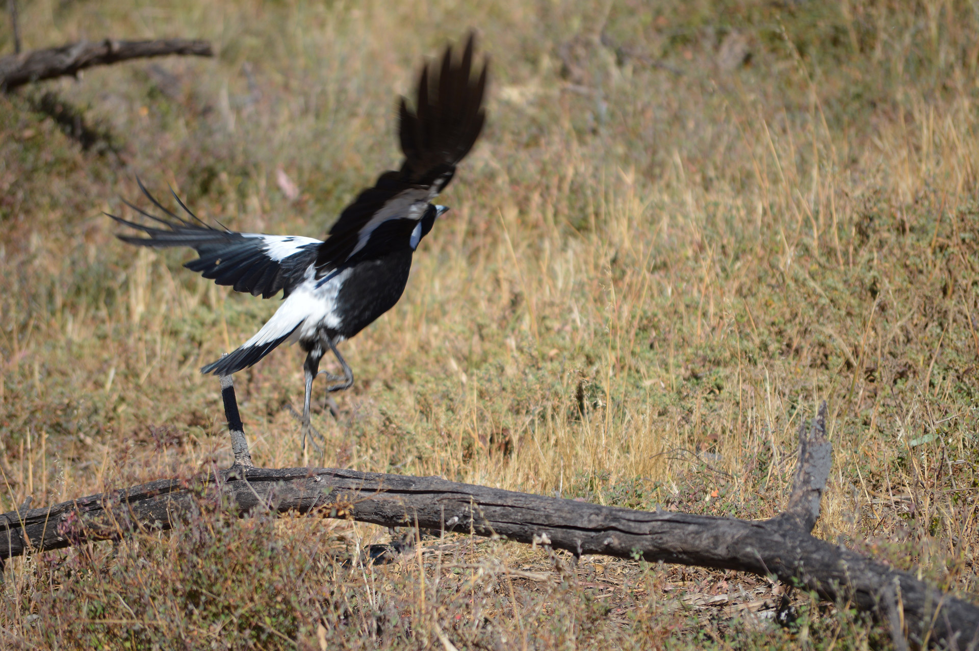 magpie australia bird free photo