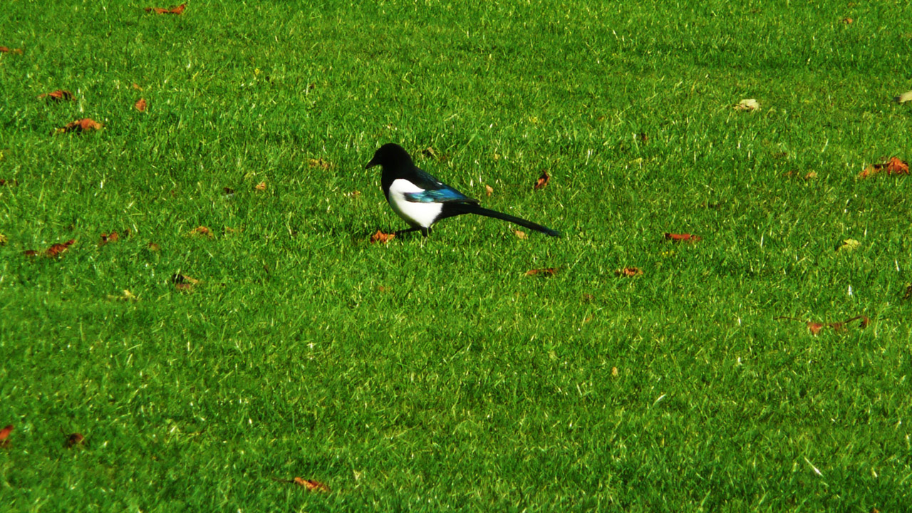 magpie grass park free photo