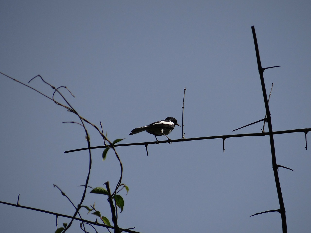 magpie robin bird dandeli free photo