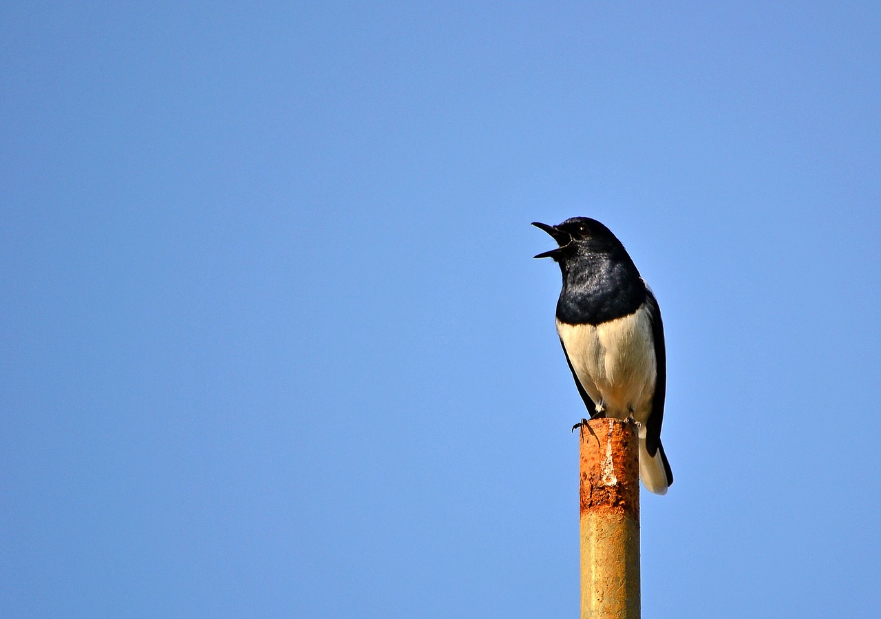 magpie robin bird singing bird free photo