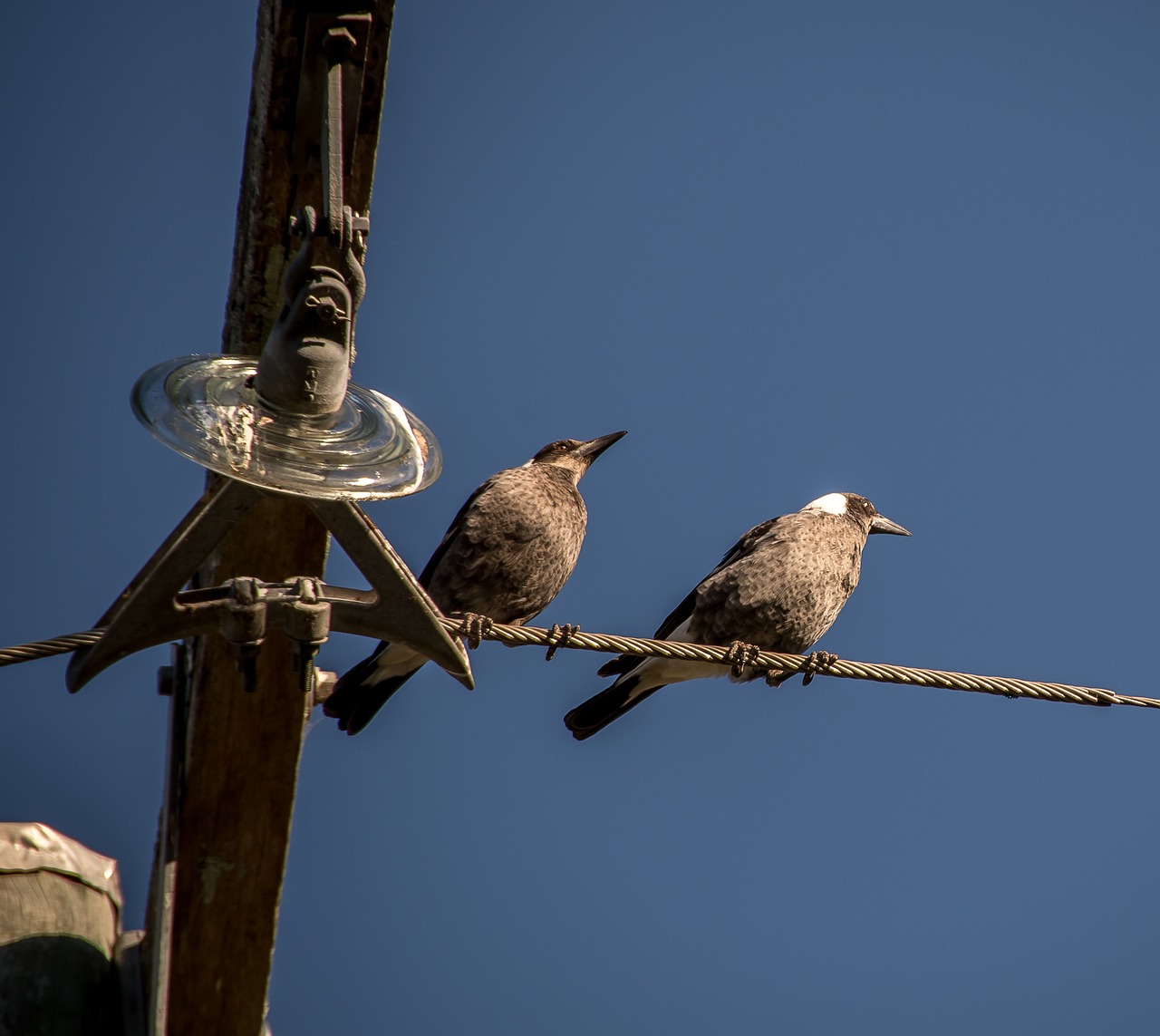 magpies australian magpies birds free photo