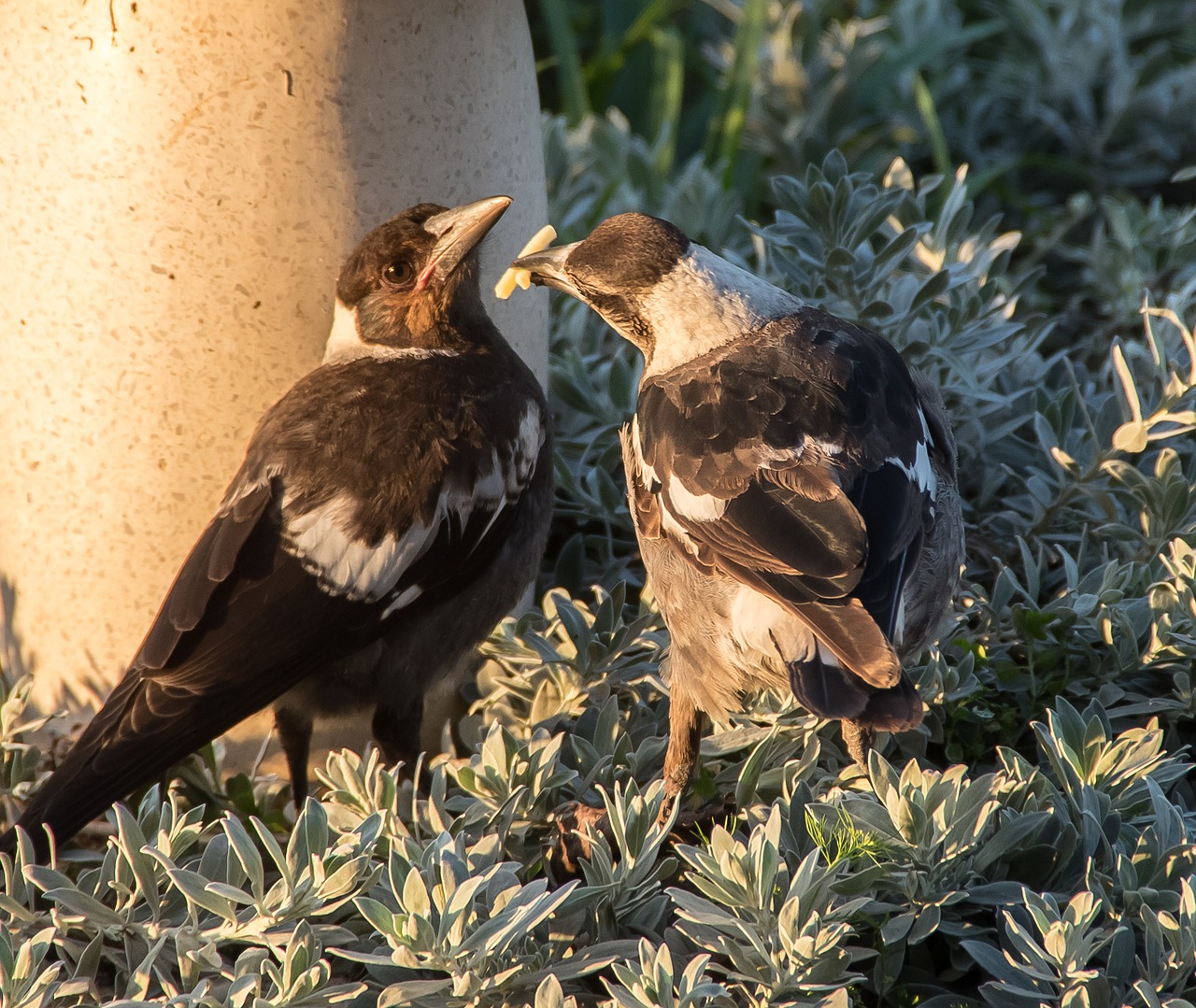 magpies  australian magpies  cracticus tibicen free photo