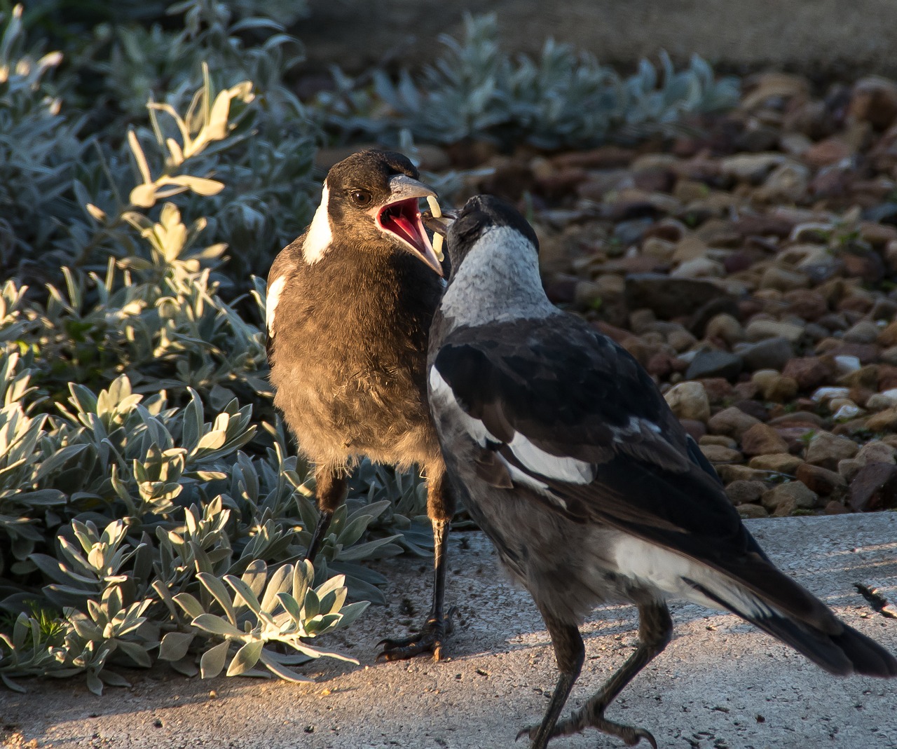 magpies  australian magpies  cracticus tibicen free photo