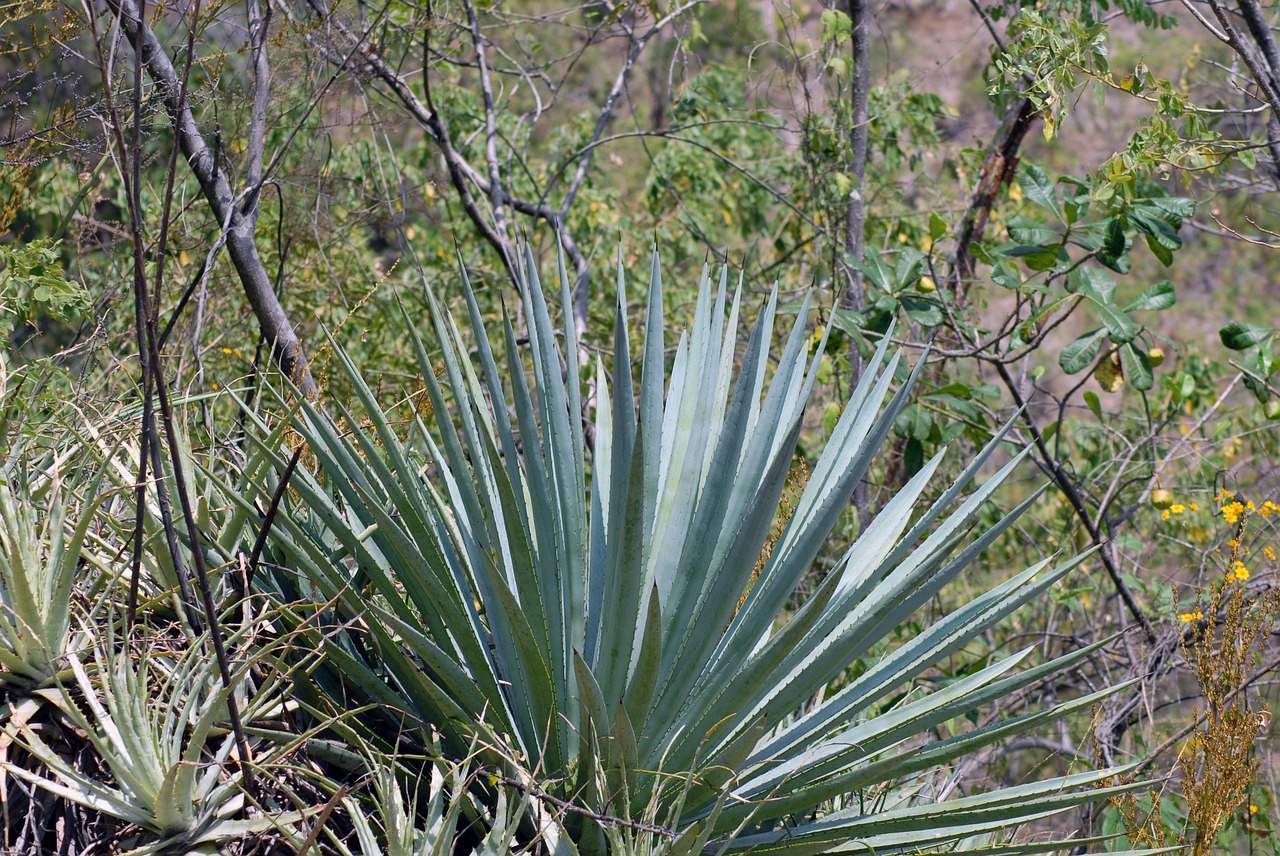 maguey thorns nature free photo