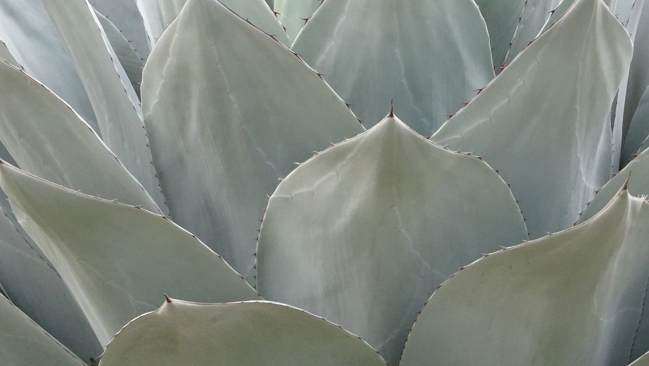 maguey  tequila  jalisco free photo