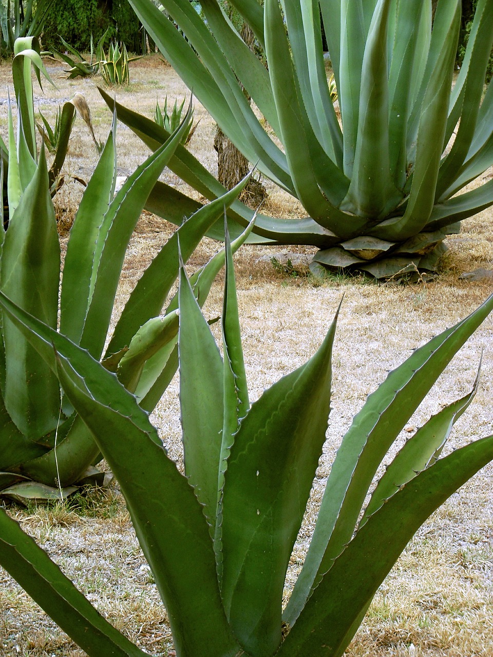 maguey century plant pita free photo