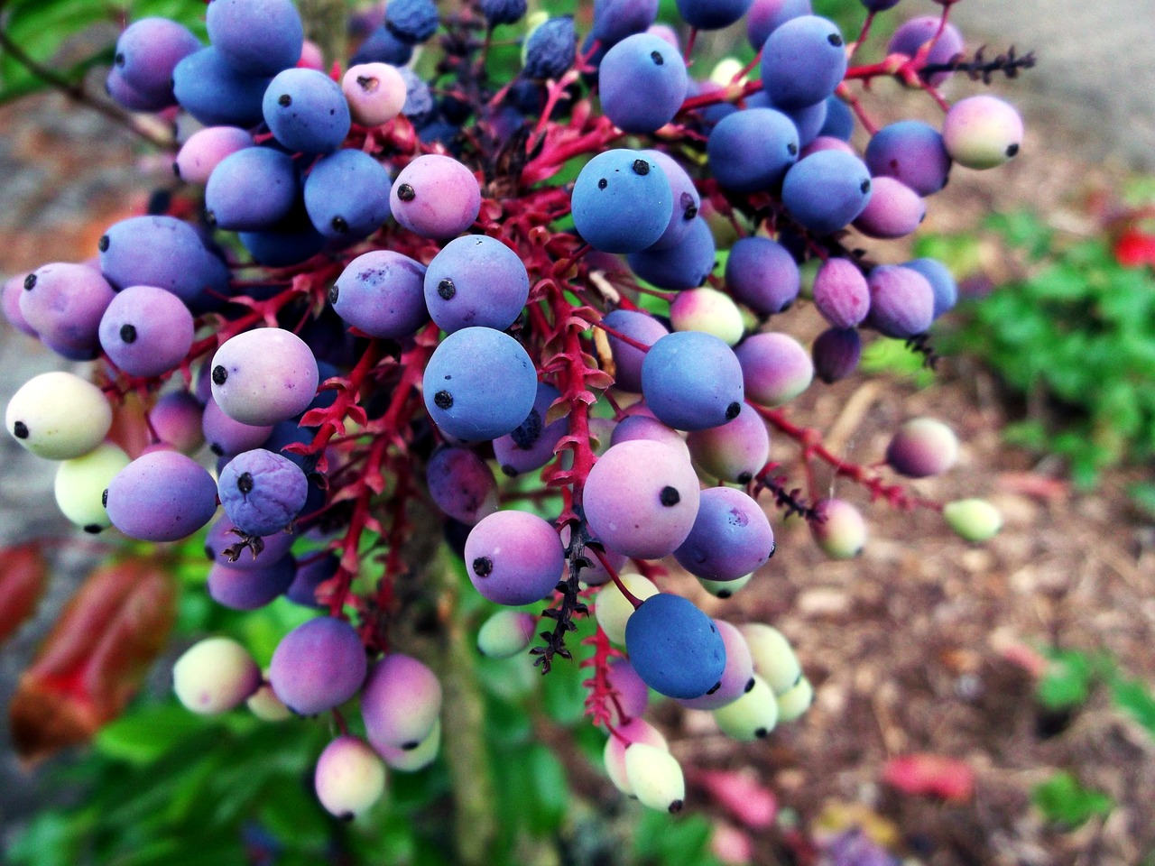 mahogany berries blue free photo