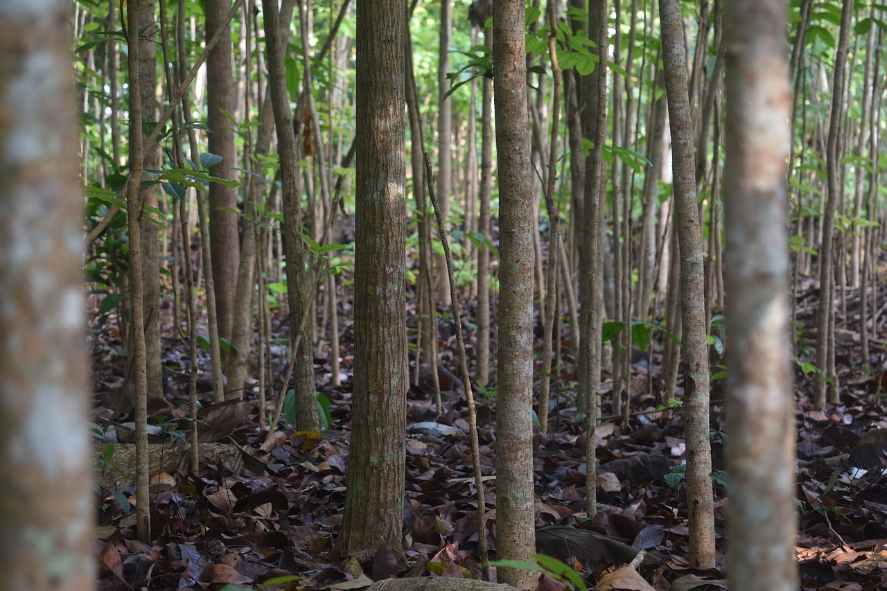 mahogany tree forest free photo