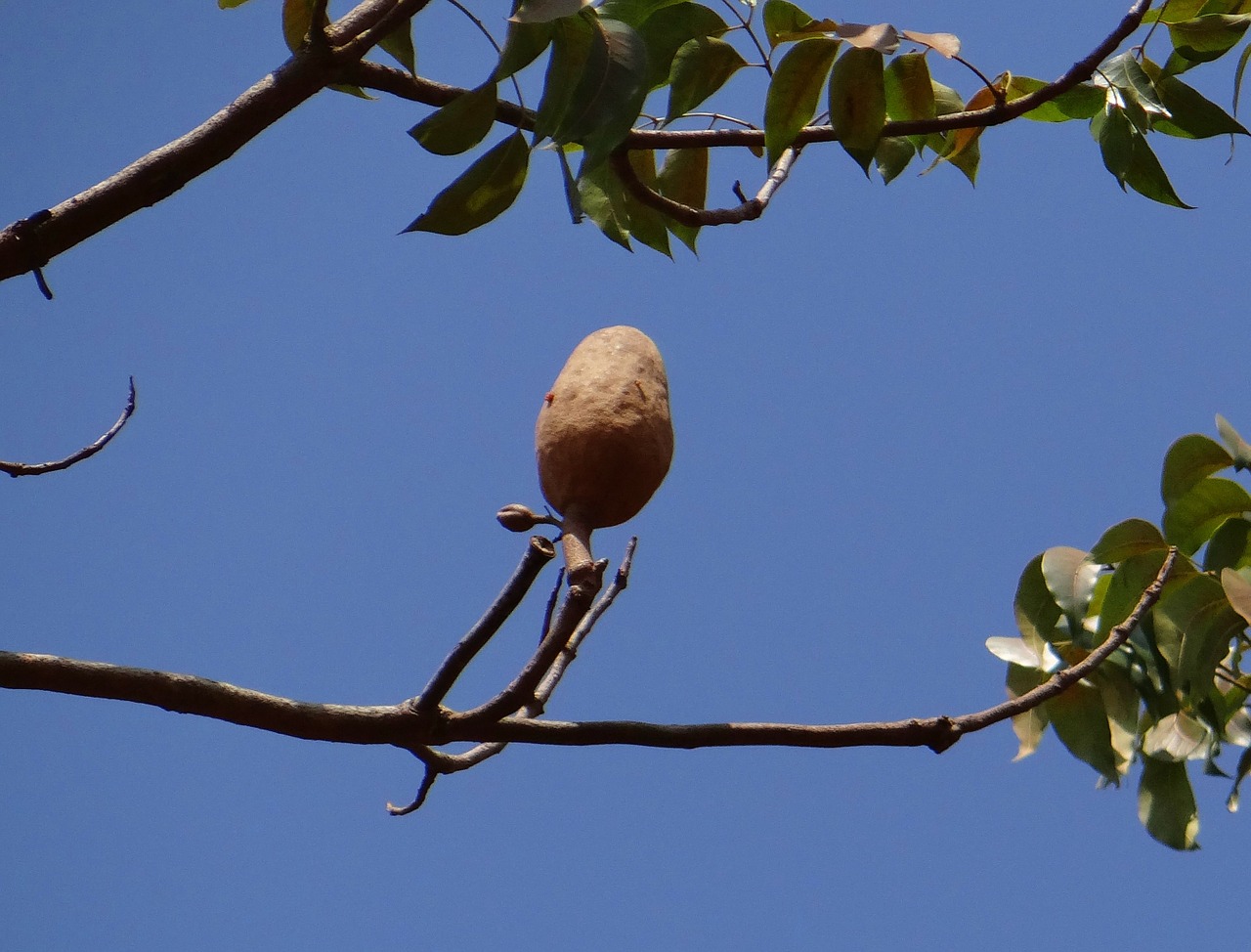 mahogany seed pod pod free photo