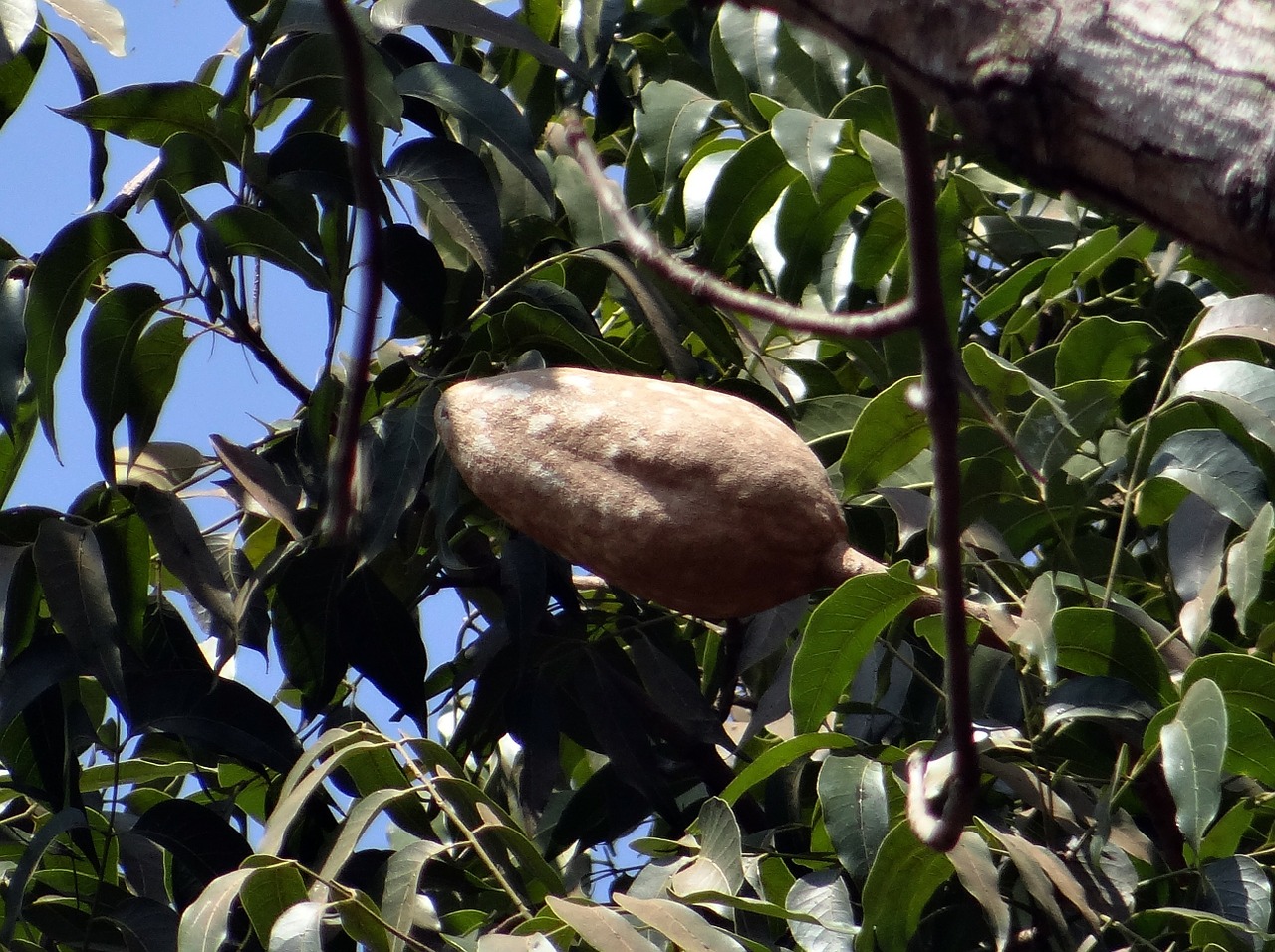 mahogany seed pod tree free photo