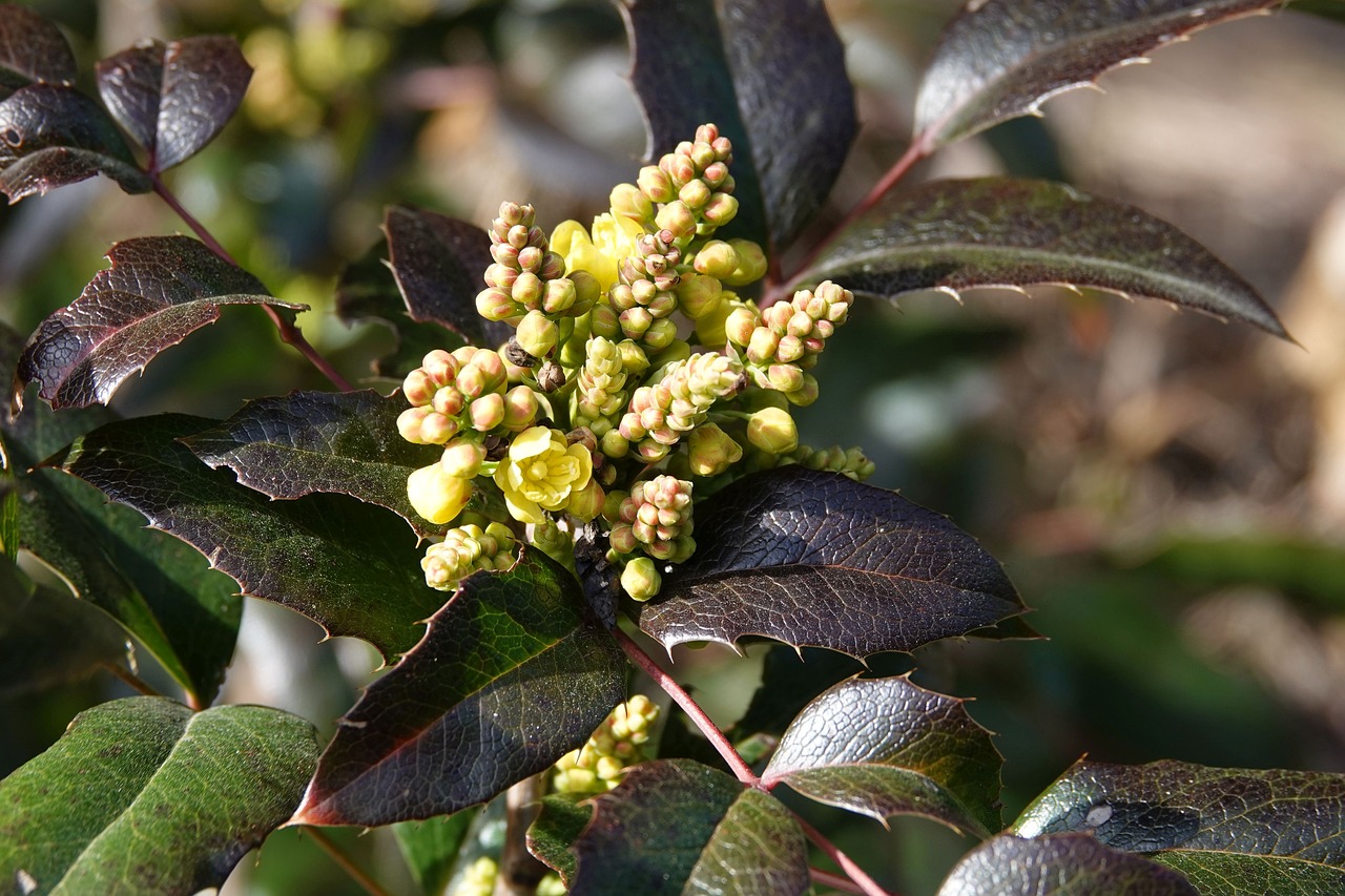 mahogany  barberry  blossom free photo