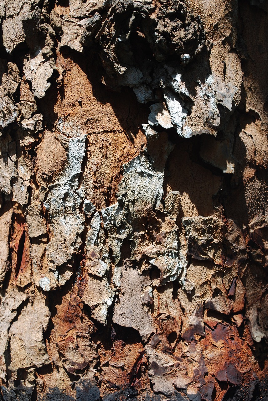 mahogany tribe bark free photo