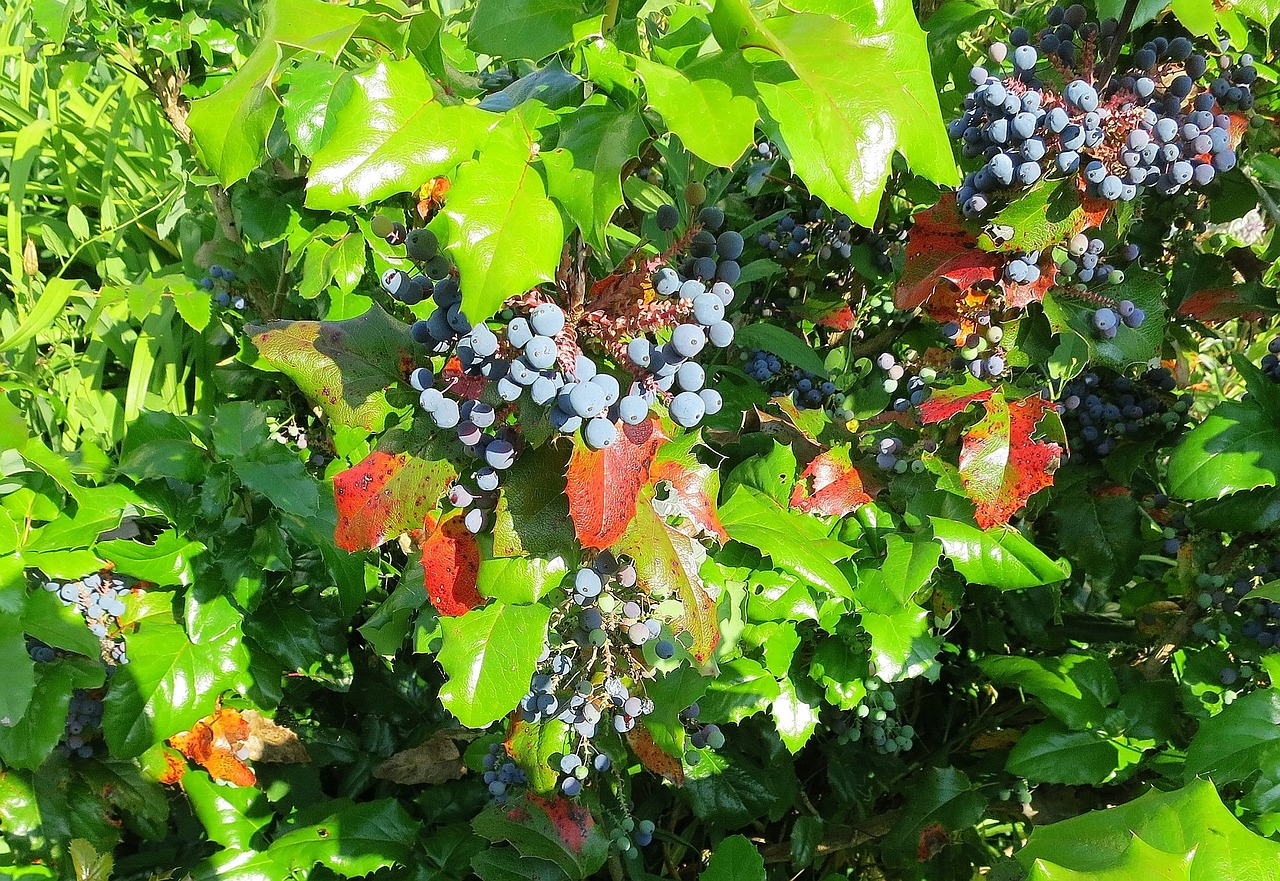 mahone bush berries free photo